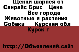 Щенки шарпея от Санрайс Брис › Цена ­ 30 000 - Все города Животные и растения » Собаки   . Курская обл.,Курск г.